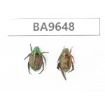 Cetoniidae sp. China, Yunnan, Nujiang, N of Mt.Biluoxueshan. 2Pcs. BA9648.