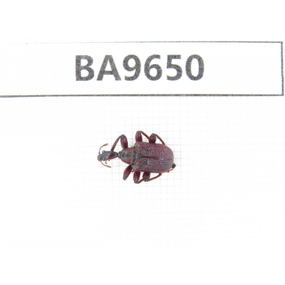 Curculionidae sp. China, Yunnan, Nujiang, N of Mt.Biluoxueshan. 1Pcs. BA9650.