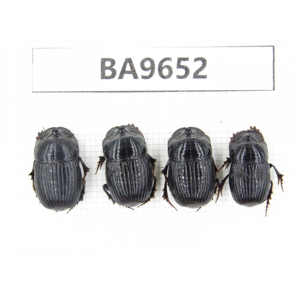 Geotrupidae sp. China, Yunnan, Nujiang, N of Mt.Biluoxueshan. 4Pcs. BA9652.
