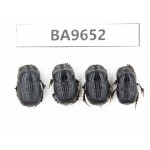 Geotrupidae sp. China, Yunnan, Nujiang, N of Mt.Biluoxueshan. 4Pcs. BA9652.