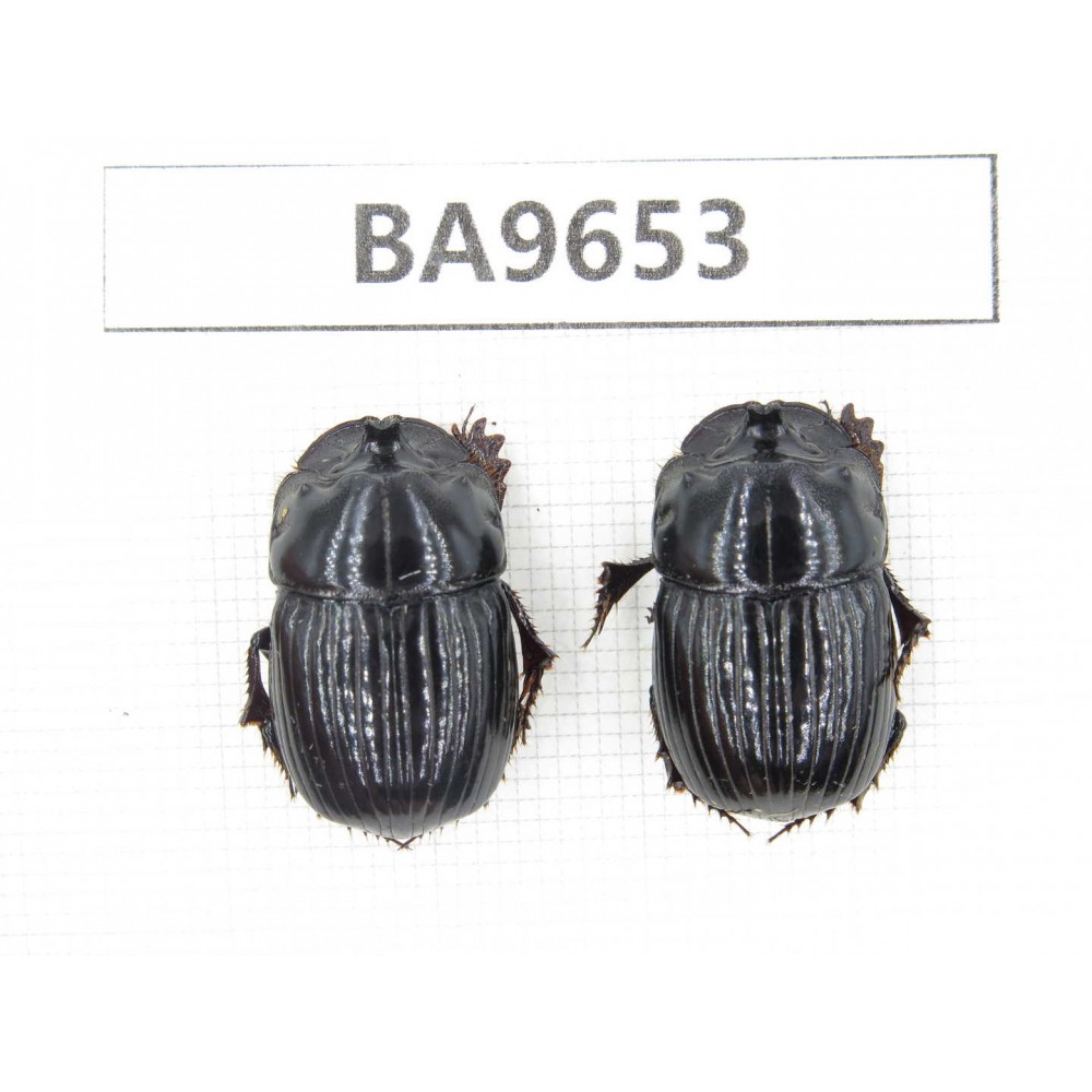 Geotrupidae sp. China, Yunnan, Nujiang, N of Mt.Biluoxueshan. 2Pcs. BA9653.