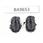 Geotrupidae sp. China, Yunnan, Nujiang, N of Mt.Biluoxueshan. 2Pcs. BA9653.