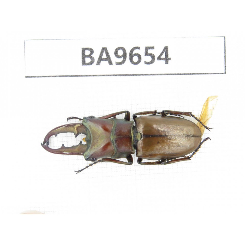 Cyclommathus sp. China, Yunnan, Nujiang, N of Mt.Biluoxueshan. 1M. BA9654.