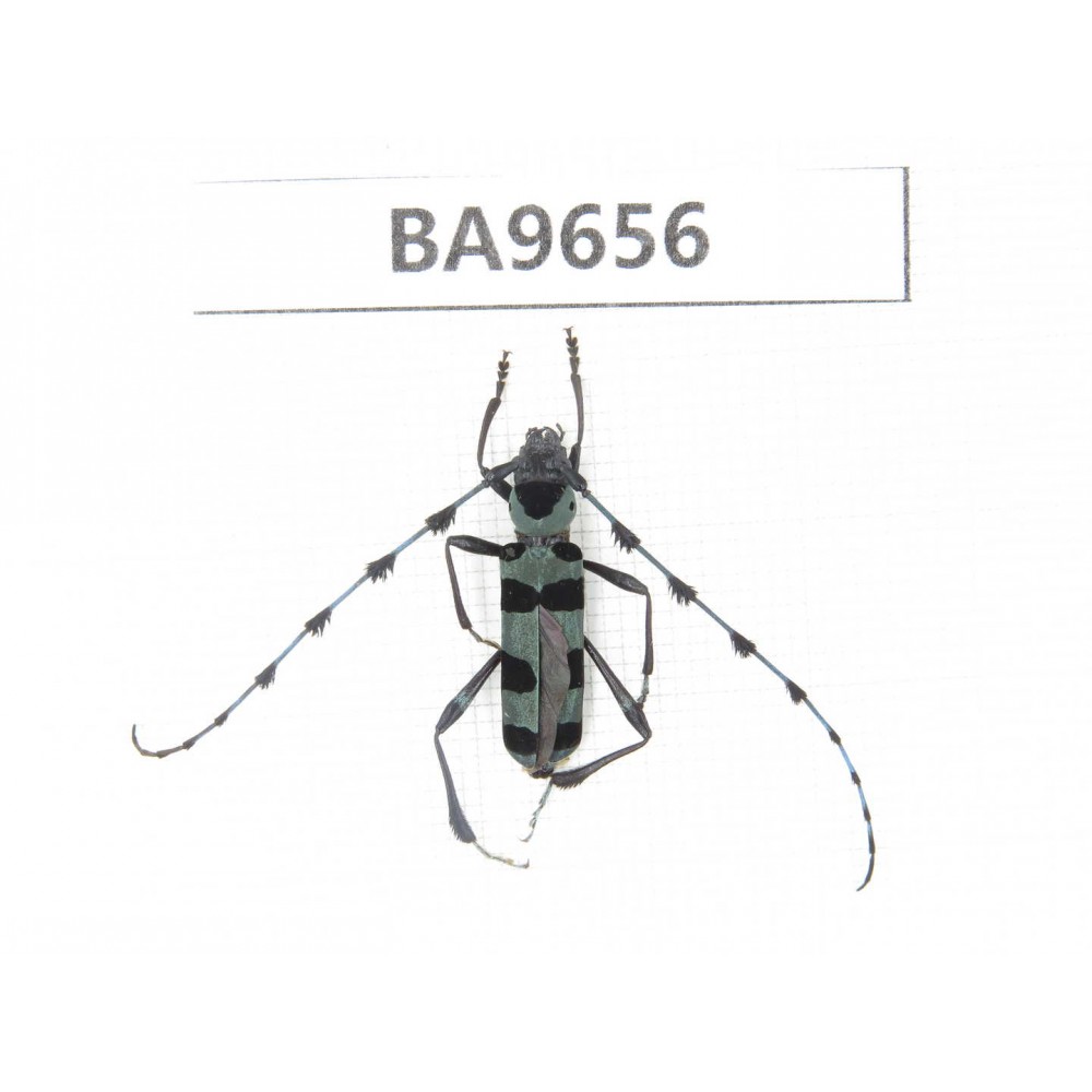 Cerambycidae sp. China, Yunnan, Nujiang, N of Mt.Biluoxueshan. 1Pcs. BA9656.