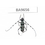 Cerambycidae sp. China, Yunnan, Nujiang, N of Mt.Biluoxueshan. 1Pcs. BA9656.