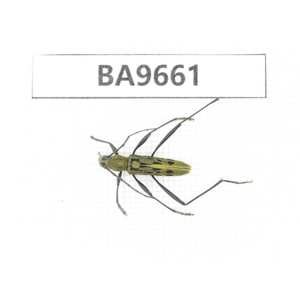 Cerambycidae sp. China, Yunnan, Nujiang, N of Mt.Biluoxueshan. 1Pcs. BA9661.