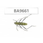 Cerambycidae sp. China, Yunnan, Nujiang, N of Mt.Biluoxueshan. 1Pcs. BA9661.