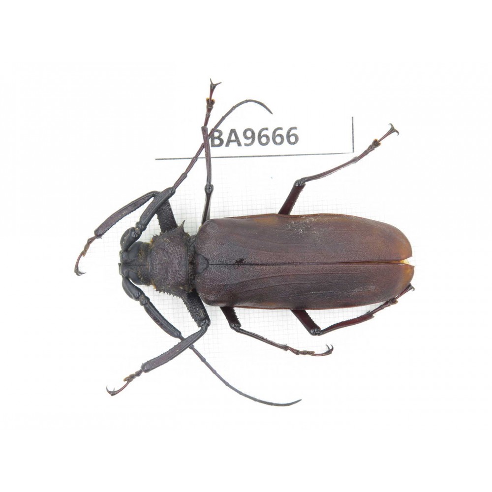 Cerambycidae sp. China, Yunnan, Dali, S of Mt.Cangshan. 1Pcs. BA9666.