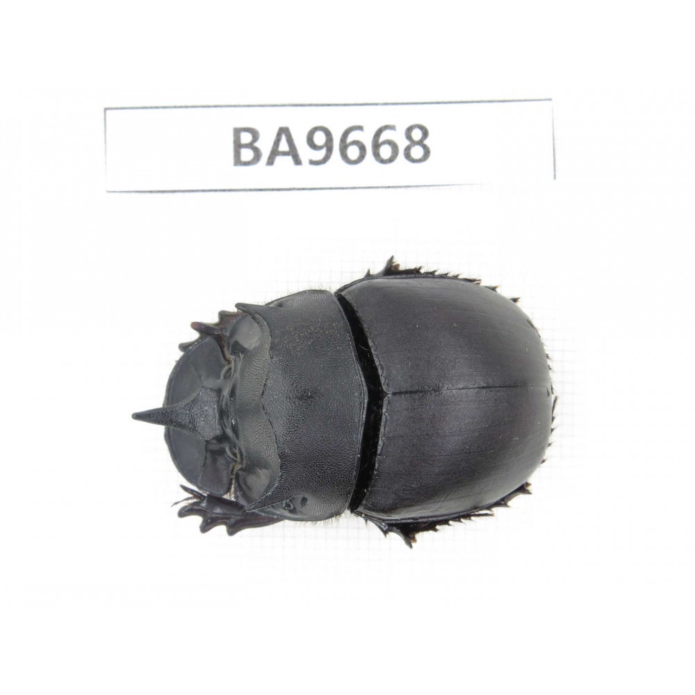 Geotrupidae sp. China, Yunnan, Yuxi, Xinping county. 1Pcs. BA9668.