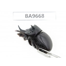 Geotrupidae sp. China, Yunnan, Yuxi, Xinping county. 1Pcs. BA9668.