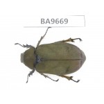 Melolonthidae sp. China, Yunnan, Yuxi, Xinping county. 1Pcs. BA9669.
