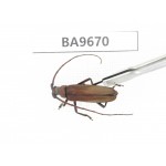 Cerambycidae sp. China, Yunnan, Yuxi, Xinping county. 1Pcs. BA9670.