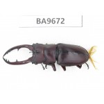 Prosopocoilus sp. China, Yunnan, Yuxi, Xinping county. 1M. BA9672.