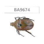 Cetoniidae sp. China, Gansu, Wenxian county. 1Pcs. BA9674.