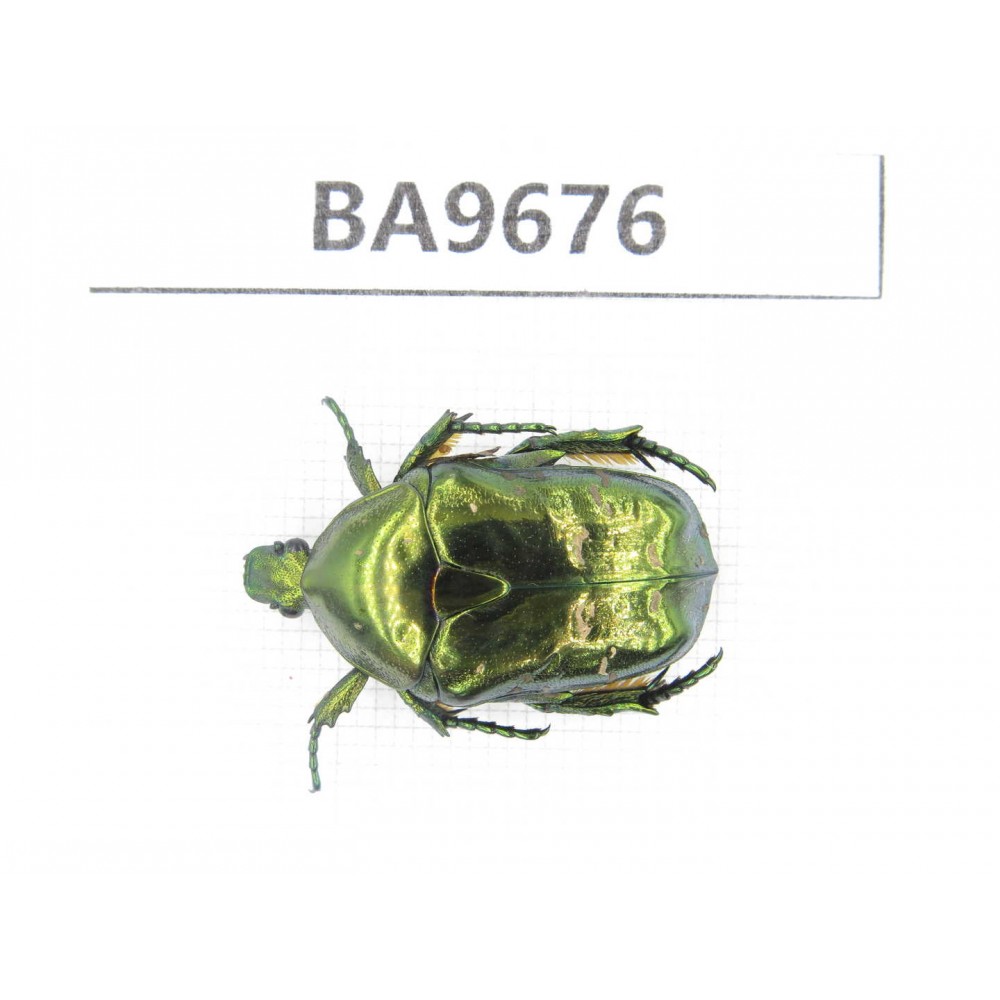 Cetoniidae sp. China, Gansu, Wenxian county. 1Pcs. BA9676.