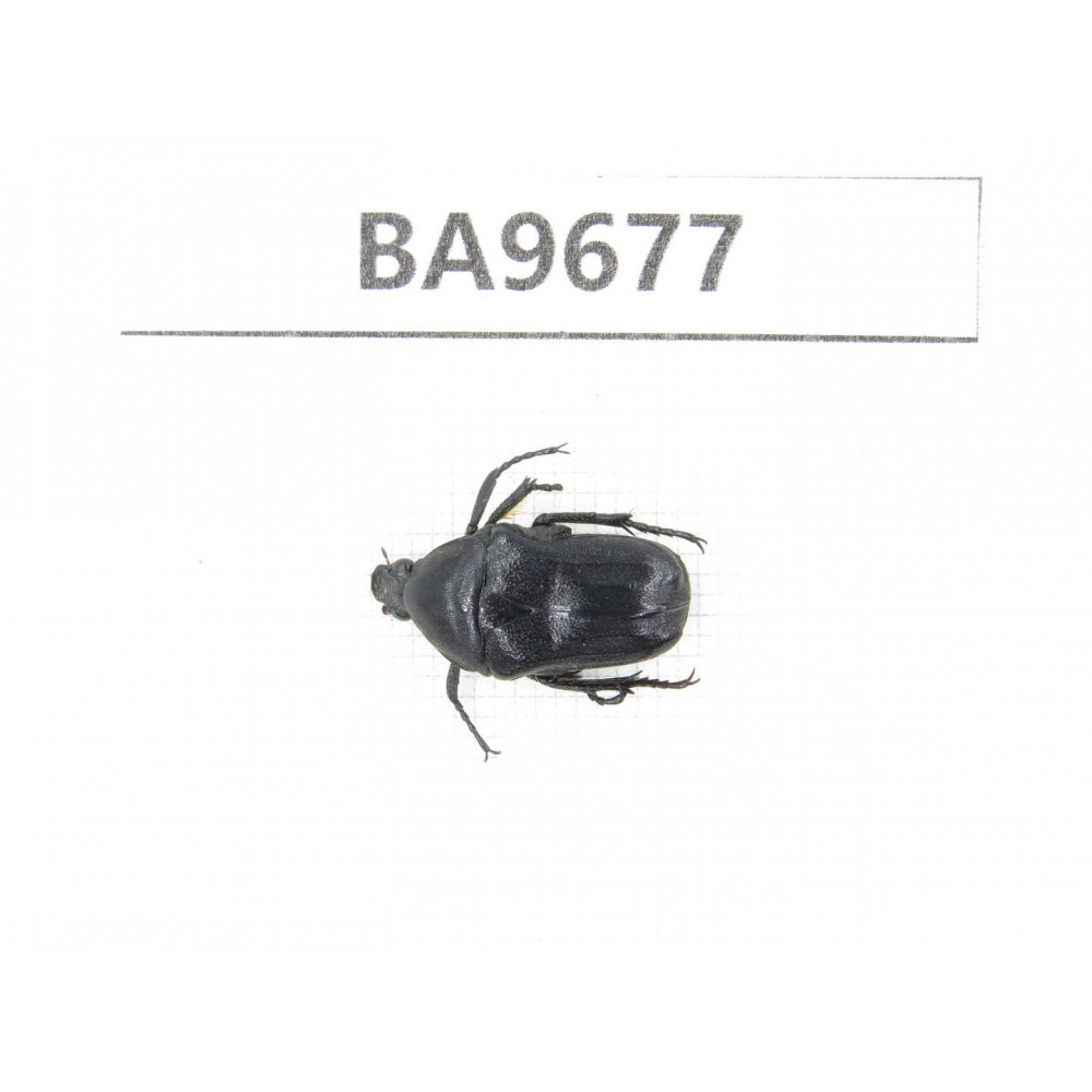 Cetoniidae sp. China, Gansu, Wenxian county. 1Pcs. BA9677.