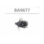 Cetoniidae sp. China, Gansu, Wenxian county. 1Pcs. BA9677.