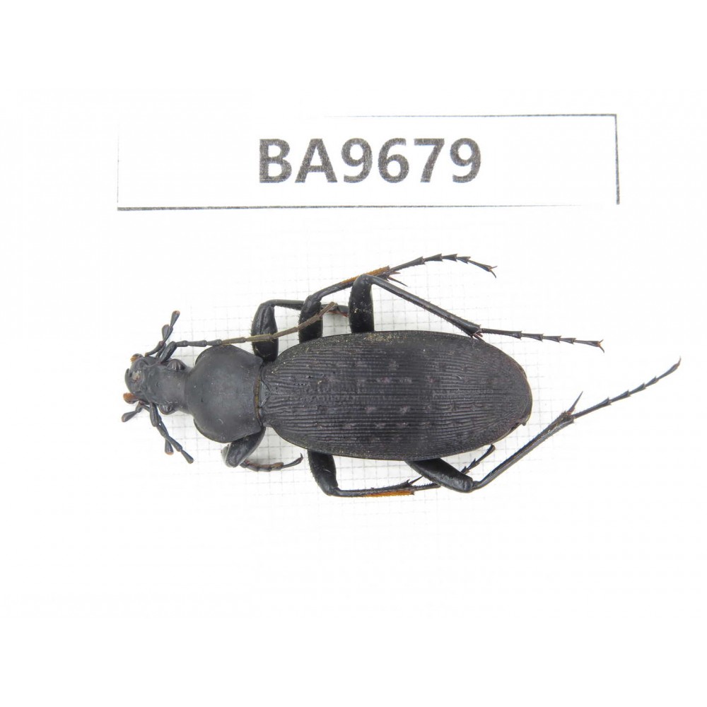 Carabidae sp. China, Gansu, Wenxian county. 1Pcs. BA9679.