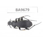 Carabidae sp. China, Gansu, Wenxian county. 1Pcs. BA9679.