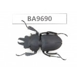 Neolucanus sp. China, Guizhou, Qiandongnan, Taijiang county. 1M. BA9690.