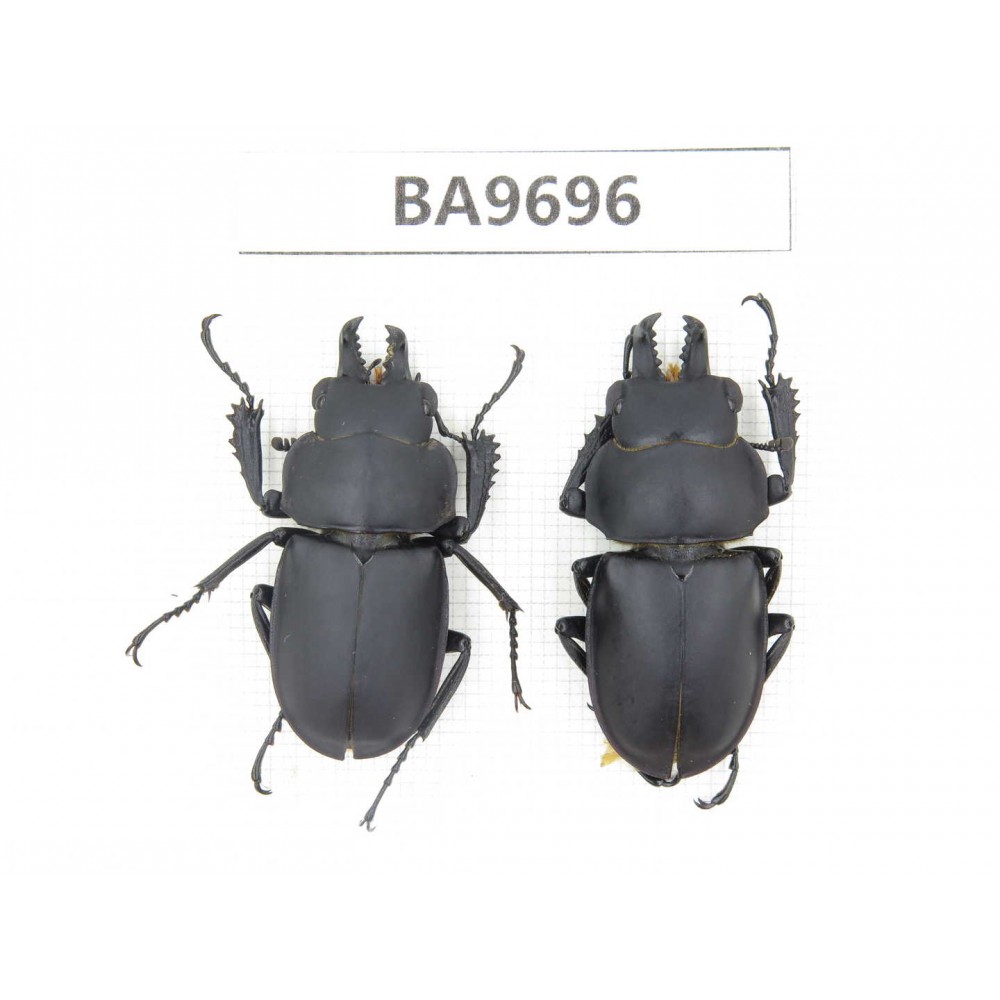 Neolucanus sp. China, Guizhou, Bijie, Jinsha county. 2M. BA9696.
