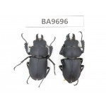 Neolucanus sp. China, Guizhou, Bijie, Jinsha county. 2M. BA9696.