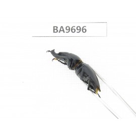Neolucanus sp. China, Guizhou, Bijie, Jinsha county. 2M. BA9696.