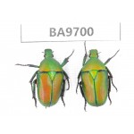 Cetoniidae sp. China, Guizhou, Bijie, Jinsha county. 2Pcs. BA9700.