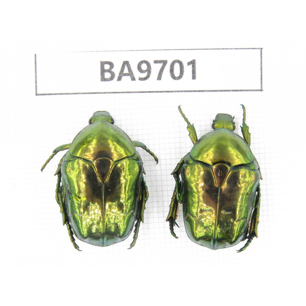 Cetoniidae sp. China, Guizhou, Bijie, Jinsha county. 2Pcs. BA9701.