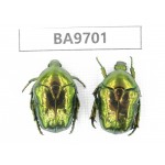 Cetoniidae sp. China, Guizhou, Bijie, Jinsha county. 2Pcs. BA9701.