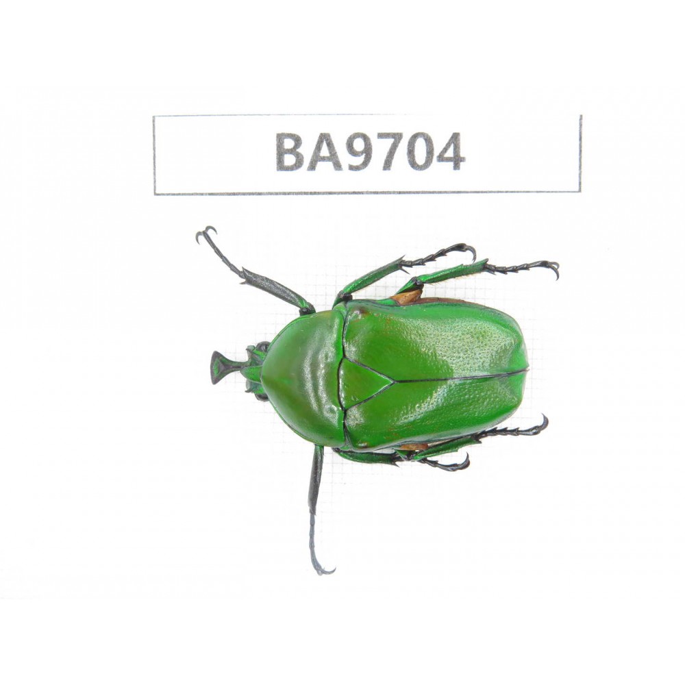 Cetoniidae sp. China, Guizhou, Bijie, Jinsha county. 1Pcs. BA9704.