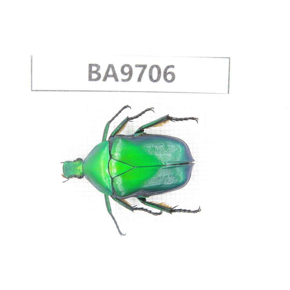 Cetoniidae sp. China, Guizhou, Bijie, Jinsha county. 1Pcs. BA9706.