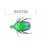 Cetoniidae sp. China, Guizhou, Bijie, Jinsha county. 1Pcs. BA9706.