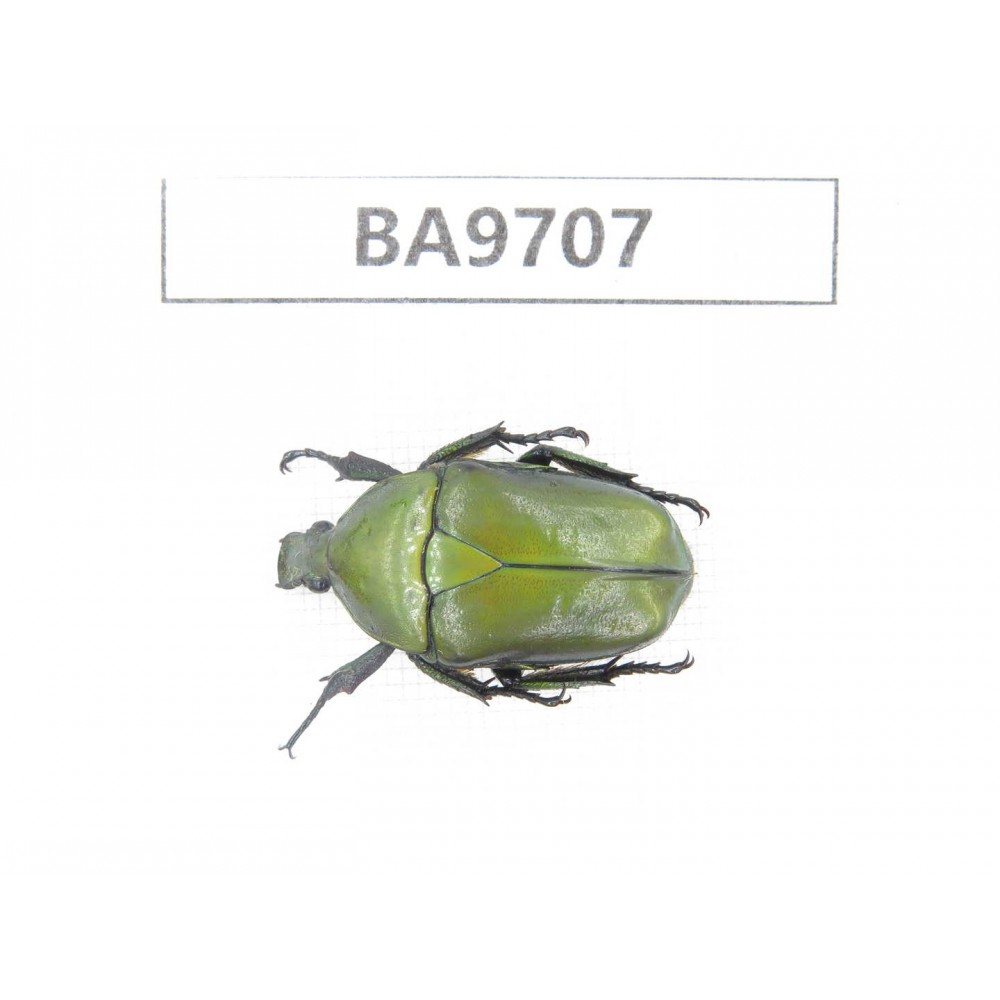 Cetoniidae sp. China, Guizhou, Bijie, Jinsha county. 1Pcs. BA9707.