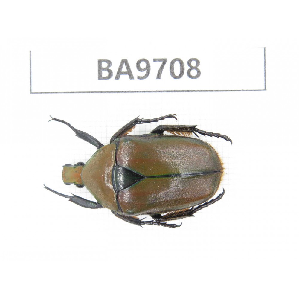 Cetoniidae sp. China, Guizhou, Bijie, Jinsha county. 1Pcs. BA9708.