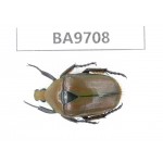 Cetoniidae sp. China, Guizhou, Bijie, Jinsha county. 1Pcs. BA9708.