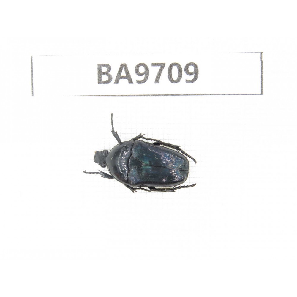 Cetoniidae sp. China, Guizhou, Bijie, Jinsha county. 1Pcs. BA9709.