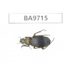 Carabidae sp. China, Guizhou, Bijie, Jinsha county. 1Pcs. BA9715.