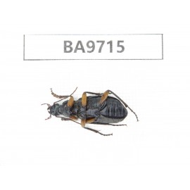 Carabidae sp. China, Guizhou, Bijie, Jinsha county. 1Pcs. BA9715.