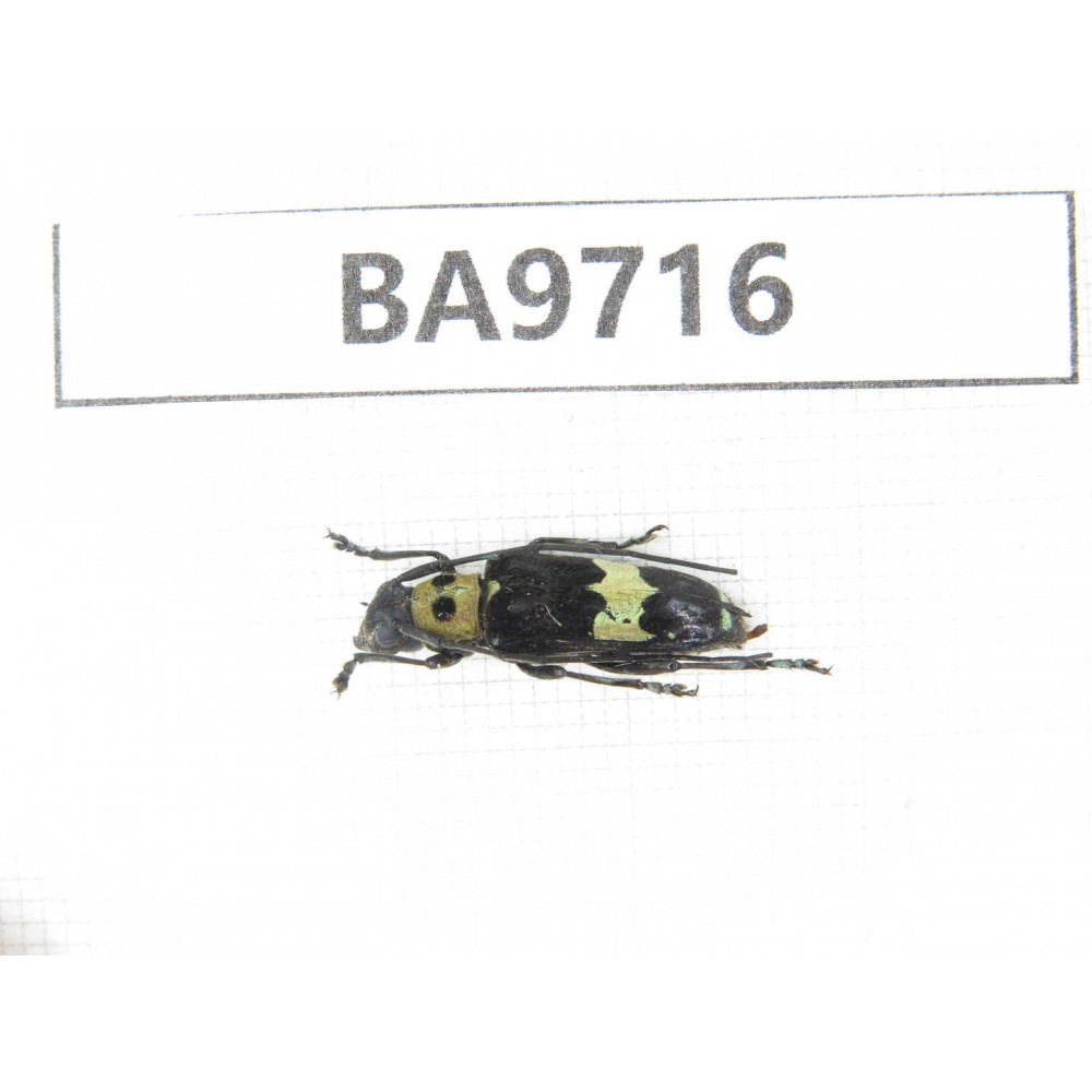 Cerambycidae sp. China, Guizhou, Bijie, Jinsha county. 1Pcs. BA9716.