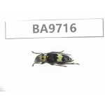Cerambycidae sp. China, Guizhou, Bijie, Jinsha county. 1Pcs. BA9716.