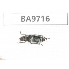 Cerambycidae sp. China, Guizhou, Bijie, Jinsha county. 1Pcs. BA9716.