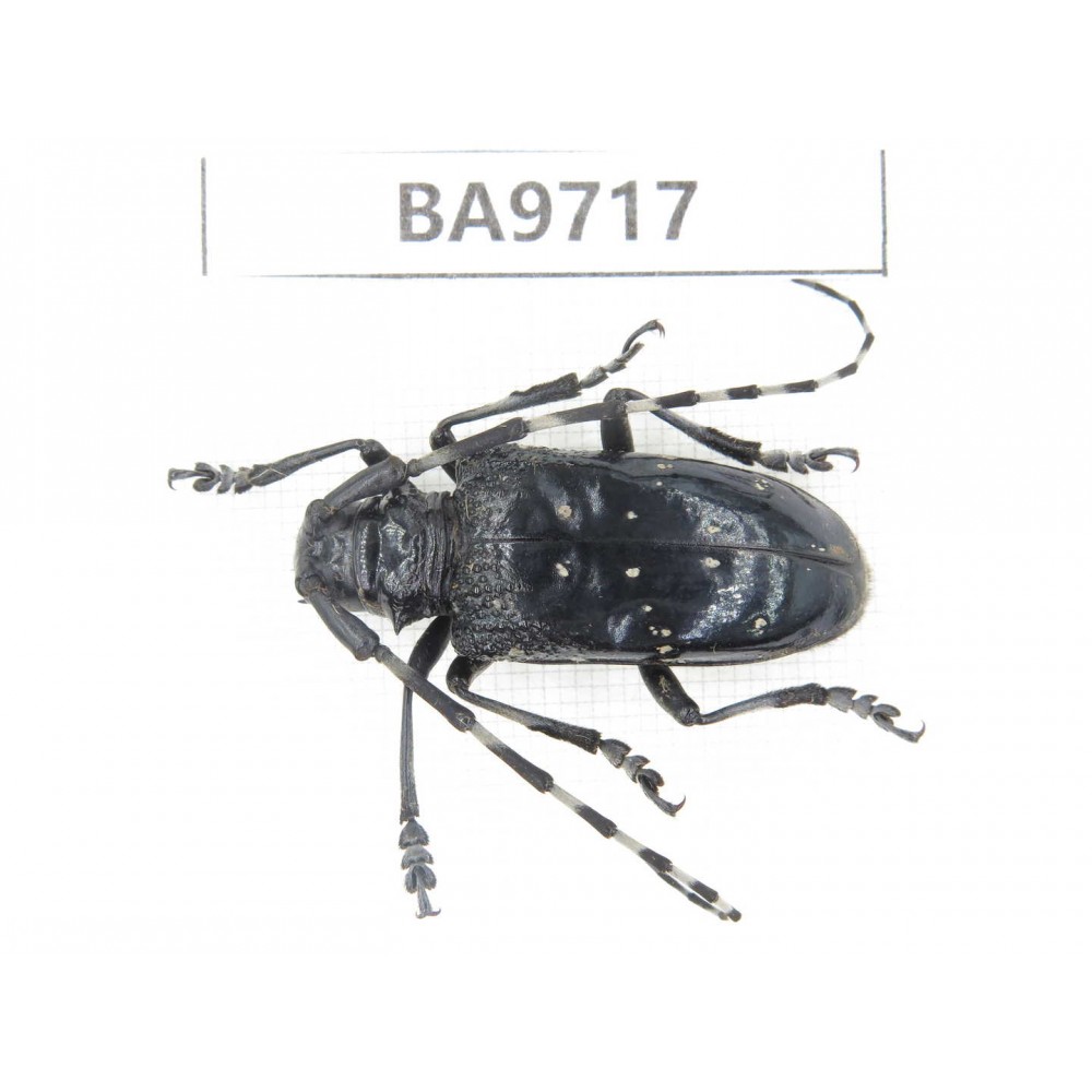 Cerambycidae sp. China, Guizhou, Bijie, Jinsha county. 1Pcs. BA9717.
