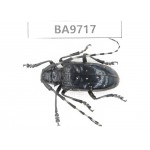 Cerambycidae sp. China, Guizhou, Bijie, Jinsha county. 1Pcs. BA9717.