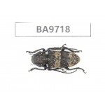 Cerambycidae sp. China, Guizhou, Bijie, Jinsha county. 1Pcs. BA9718.