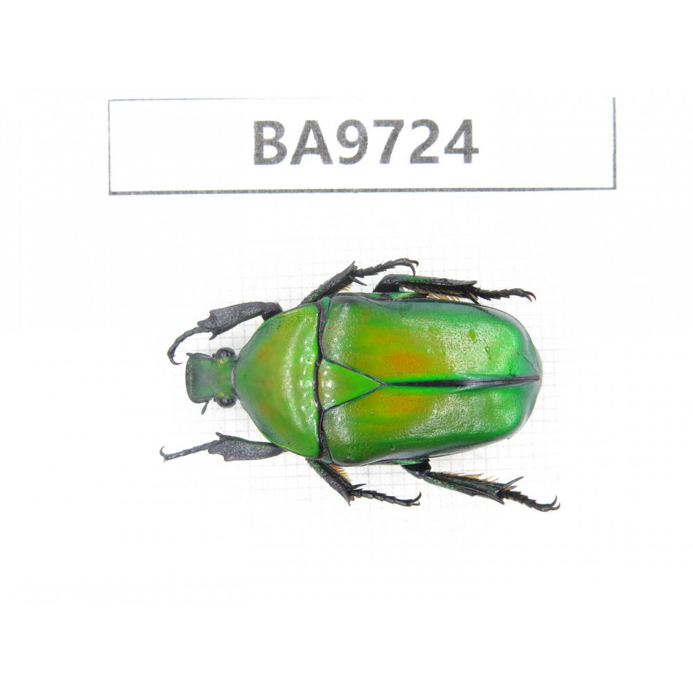 Cetoniidae sp. China, Guizhou, Tongren, Mt.Fanjingshan. 1Pcs. BA9724.