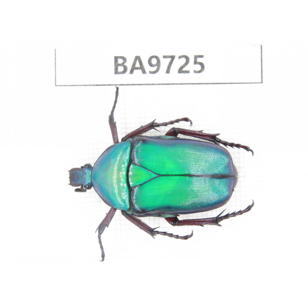 Cetoniidae sp. China, Guizhou, Tongren, Mt.Fanjingshan. 1Pcs. BA9725.