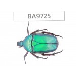 Cetoniidae sp. China, Guizhou, Tongren, Mt.Fanjingshan. 1Pcs. BA9725.