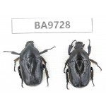 Cetoniidae sp. China, Guizhou, Tongren, Mt.Fanjingshan. 2Pcs. BA9728.