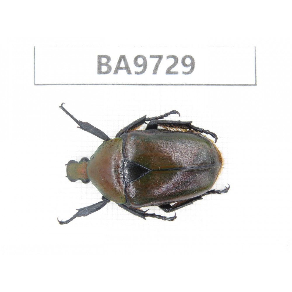 Cetoniidae sp. China, Guizhou, Tongren, Mt.Fanjingshan. 1Pcs. BA9729.